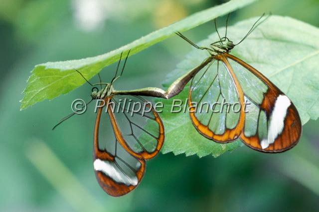 greta otto.JPG - Accouplement  de Greta ottoLepidoptera, IthomiidaeSerre à papillons, France